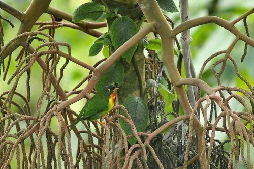 Scarlet-breasted Fruiteater, Pipreola frontalis. Satipo, Per? Photo:Juan Chalco